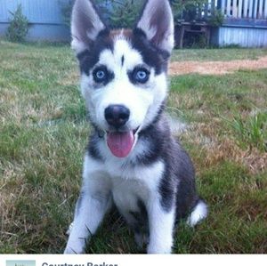 Meet your Posher, Dan